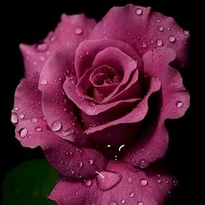 Meet your Posher, Josephine